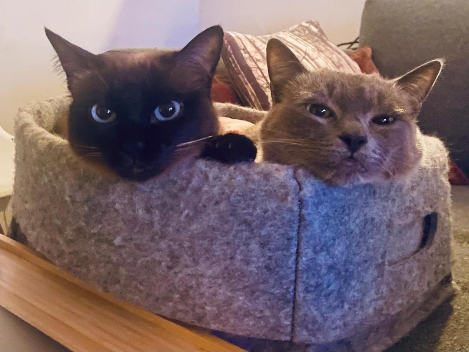 Modernes Holzhaus Im Skandinavischen Stil Mit Sauna, Garten Und 2 Katzen ノルダーシュテット エクステリア 写真